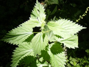 Stinging Nettle Picture