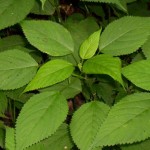 Pictures of Stinging Nettle