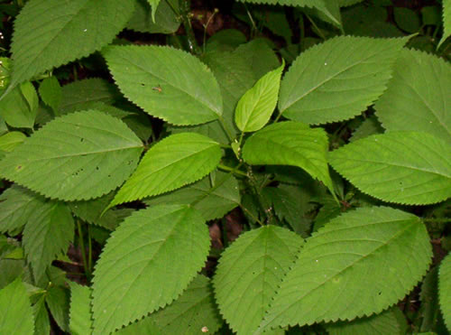 Pictures of Stinging Nettle