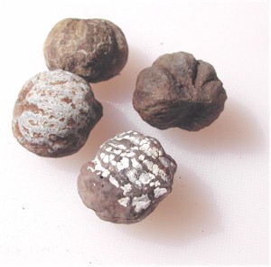 Images of Candlenut