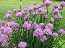 Images of Chives