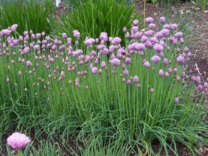 Photos of Chives