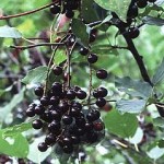 Pictures of Chokecherry
