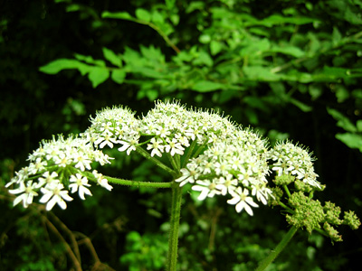 Photos of Cow Parsley