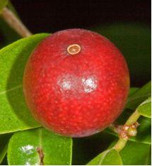Guavaberry Picture