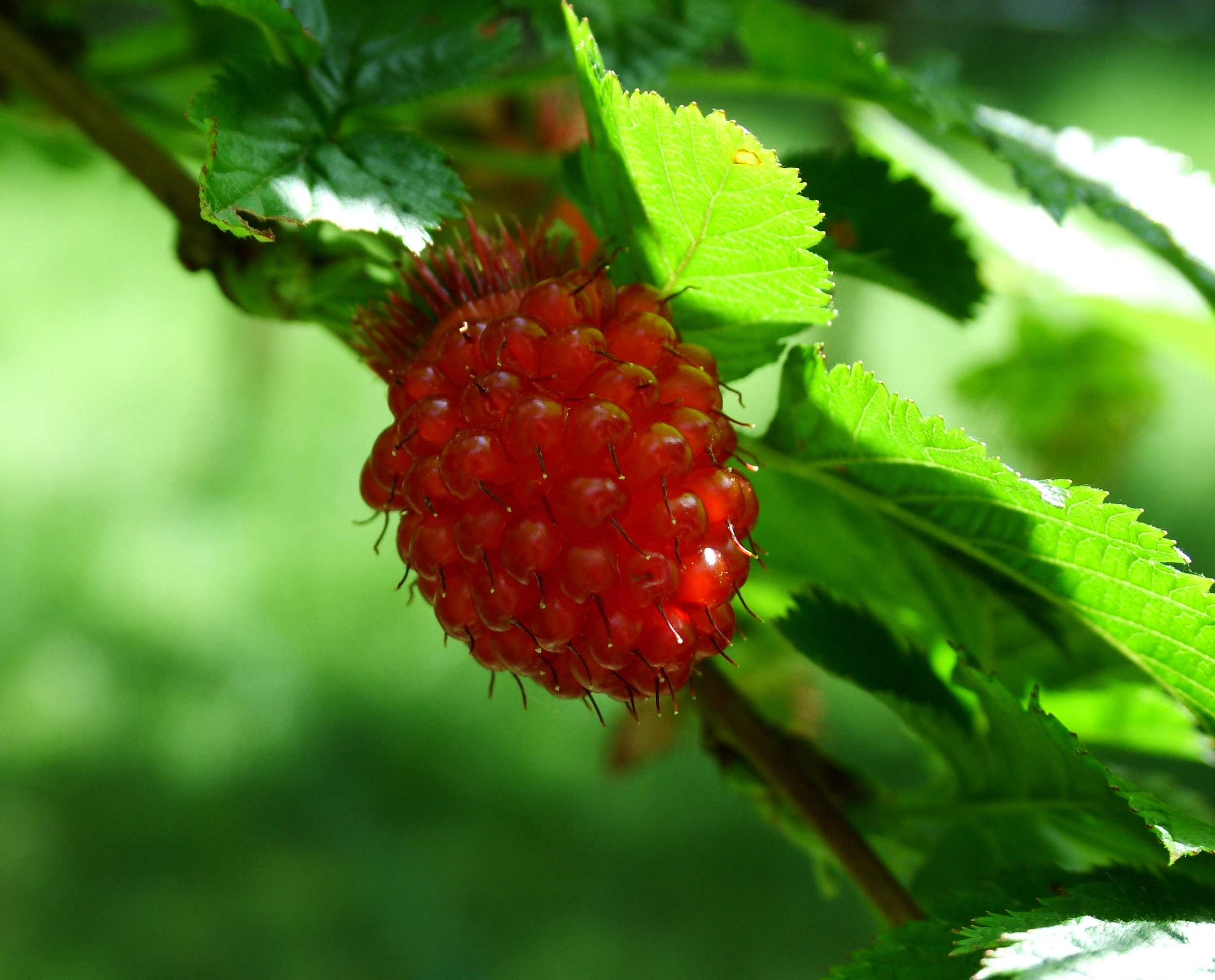 Images of Salmonberry