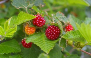 Pictures of Salmonberry