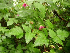 Salmonberry Plant Picture