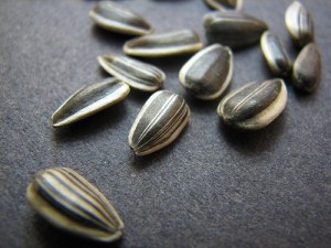 Sunflower Seed Picture