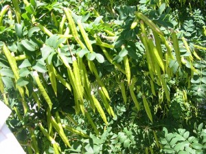 Caragana Arborescens Picture