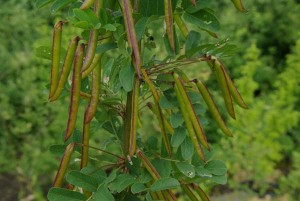 Photos of Caragana Arborescens
