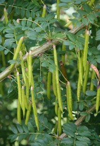 Pictures of Caragana Arborescens