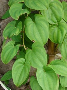 Pictures of Dioscorea Alata