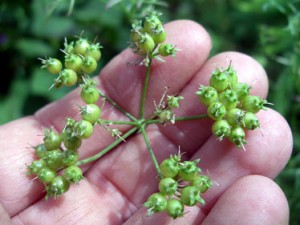 Green Coriander Seeds Photo