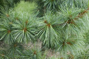 Korean Pine Tree Photo