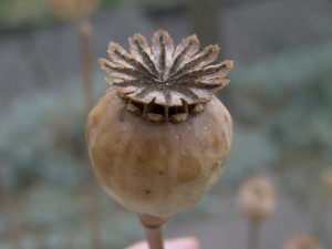 Poppy Seed Pod Photo