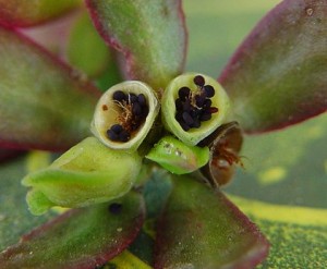 Portulaca Oleracea Seeds Image