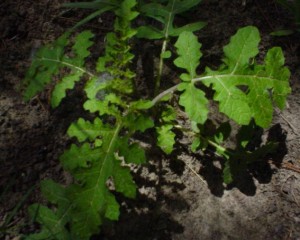 Photos of Solanum Sisymbriifolium