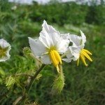 Pictures of Solanum Sisymbriifolium