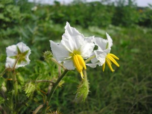 Pictures of Solanum Sisymbriifolium