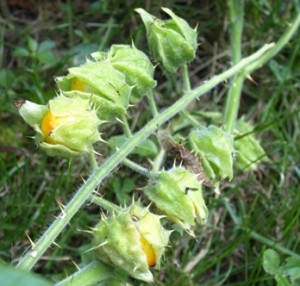 Solanum Sisymbriifolium Seeds Image 