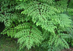 Pictures of Aralia Spinosa
