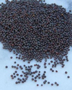 Photos of Mustard Seeds