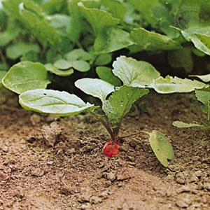 Radish Plant Photo