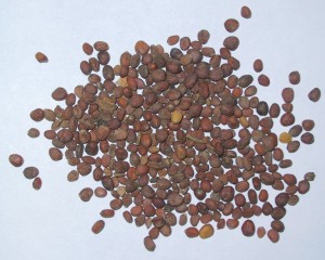 Radish Seeds Picture