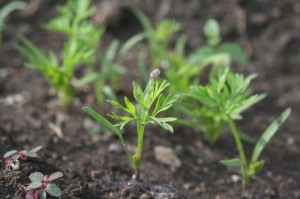 Baby Carrot Plant Image