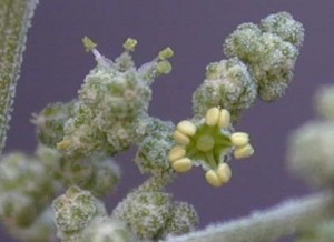 Chenopodium album Flower Picture