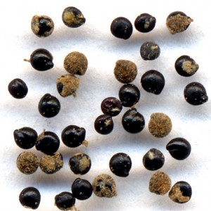 Chenopodium album Seeds Image