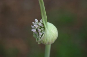 Elephant Garlic Flower Picture