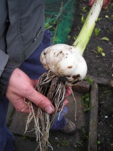 Picture of Elephant Garlic