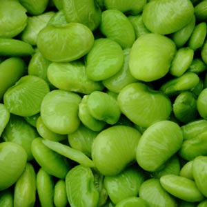 Lima Bean Picture