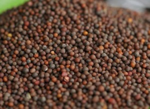 Mustard Oil Seed Image