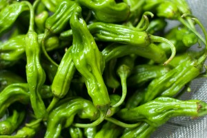 Shishito Peppers Picture