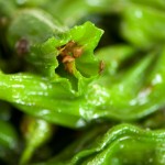 Photos of Shishito Peppers