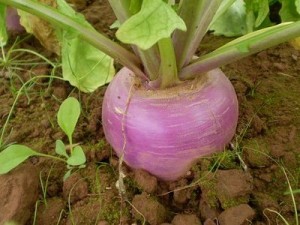 Images of Turnip