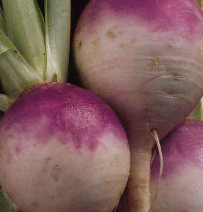 Photos of Turnip