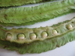 Images of Winged Bean