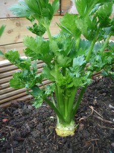 Celeriac Growing Photo