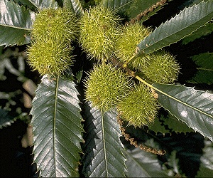 Pictures of American Chestnut