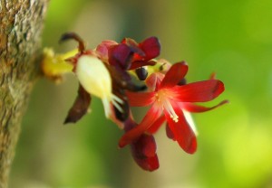 Bilimbi Flower Photo