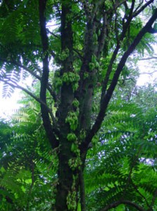 Bilimbi Tree Image