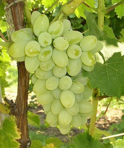 Grapes Tree Picture