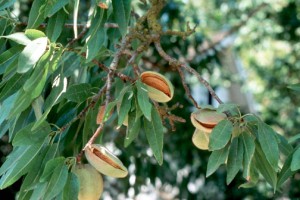 Almond Tree Image