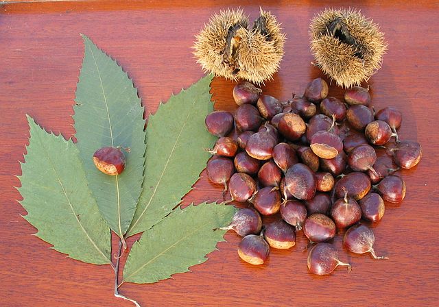 Images of American Chestnut