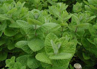 Pictures of Apple Mint