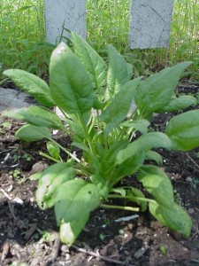 Spinach Plant Picture